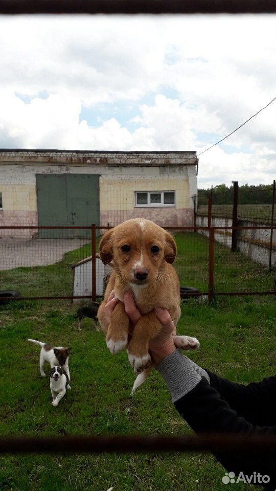Щенки маленькой собачки купить на Зозу.ру - фотография № 4