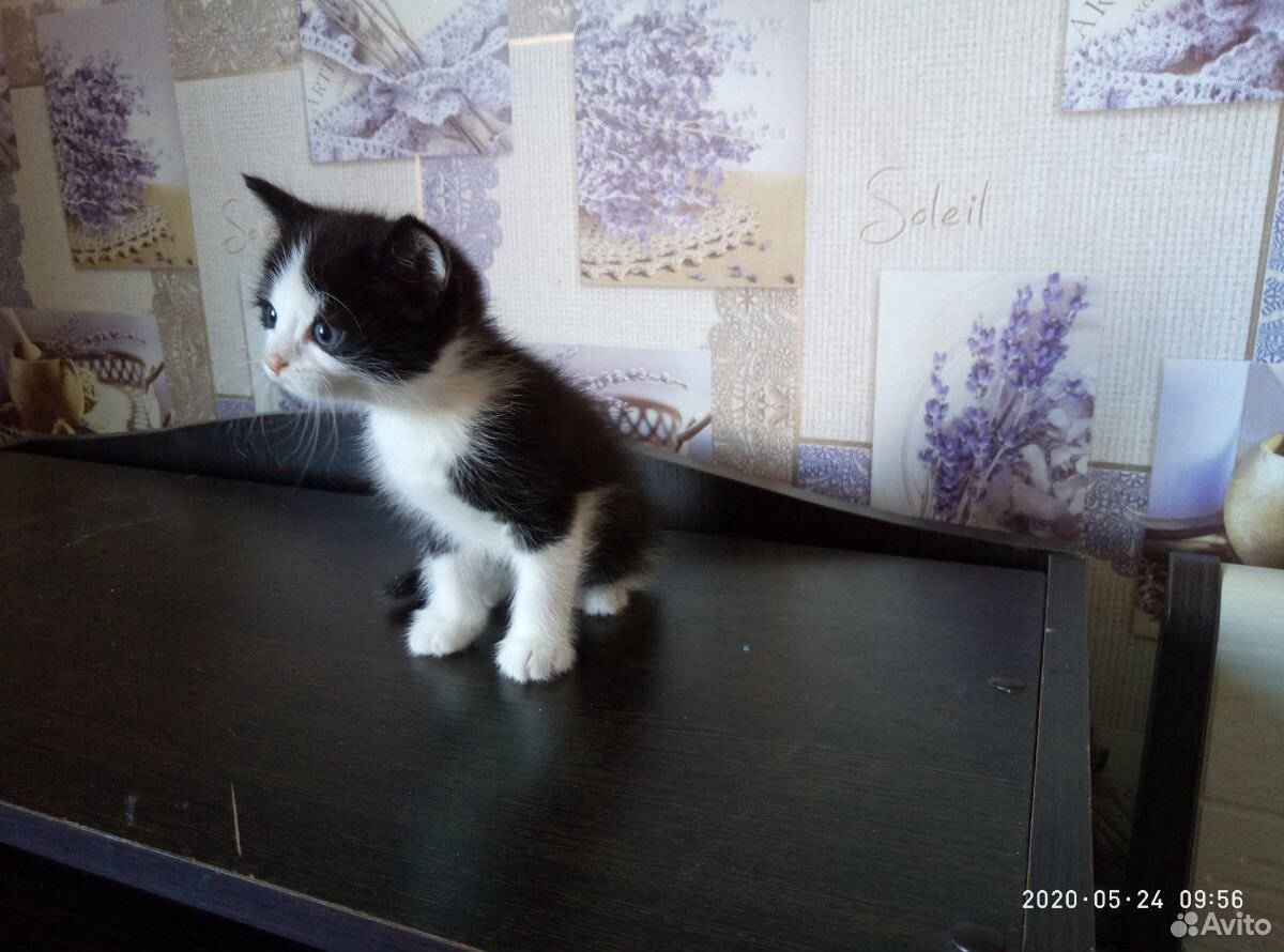 Отдадим котят купить на Зозу.ру - фотография № 3