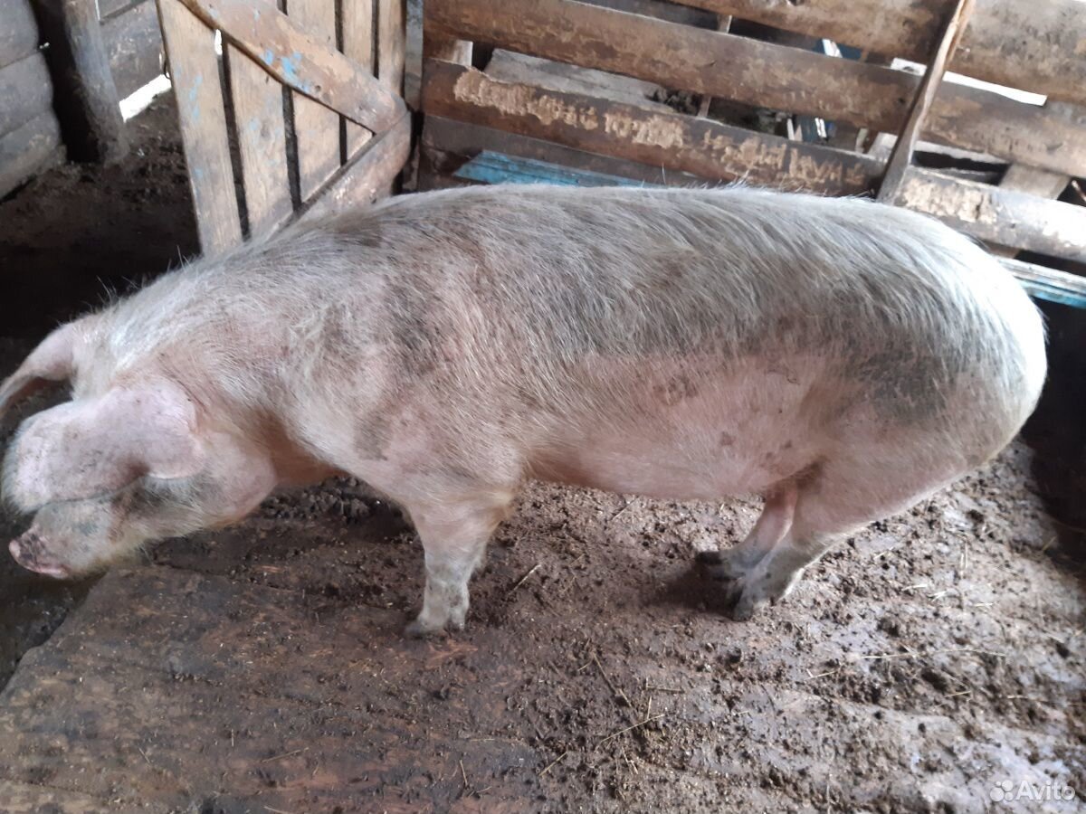 Свинья мясной породы купить на Зозу.ру - фотография № 1