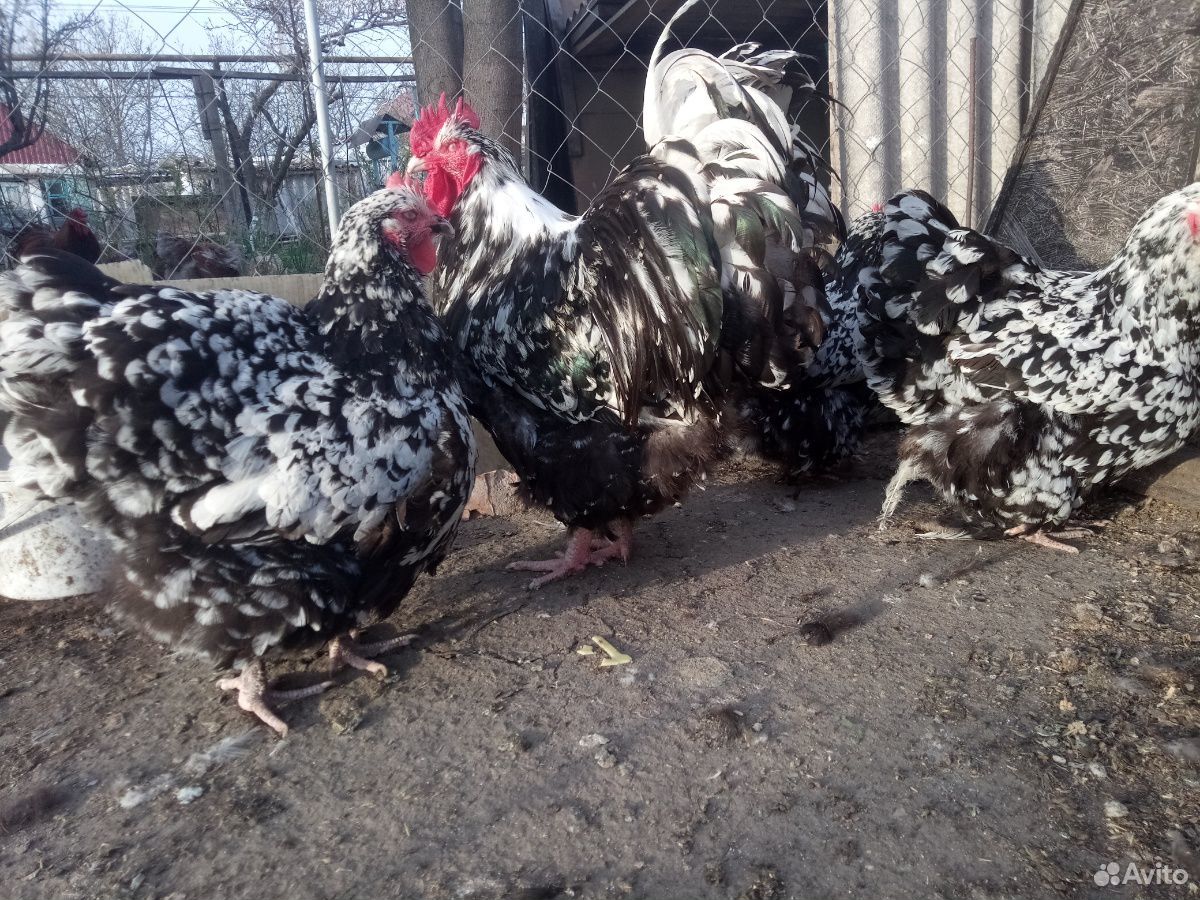 Цыплята породные 1,5 мес купить на Зозу.ру - фотография № 1