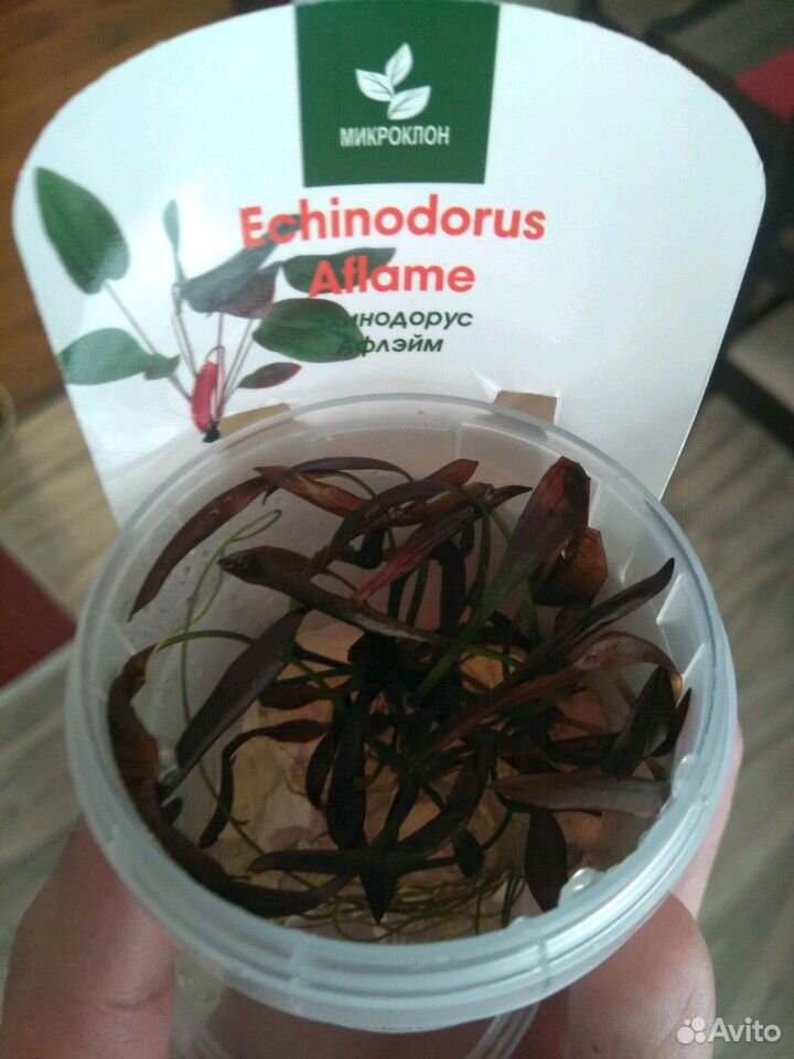 Аквариумное растение эхинодорус купить на Зозу.ру - фотография № 1