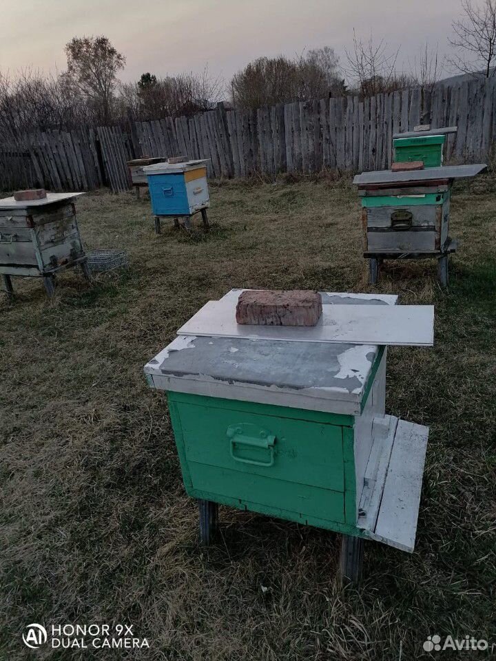 Пчелы, пасека,ульи купить на Зозу.ру - фотография № 2