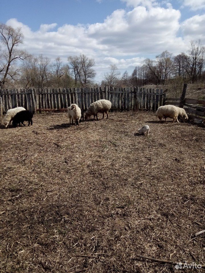Продам овец и курдючного барана купить на Зозу.ру - фотография № 1