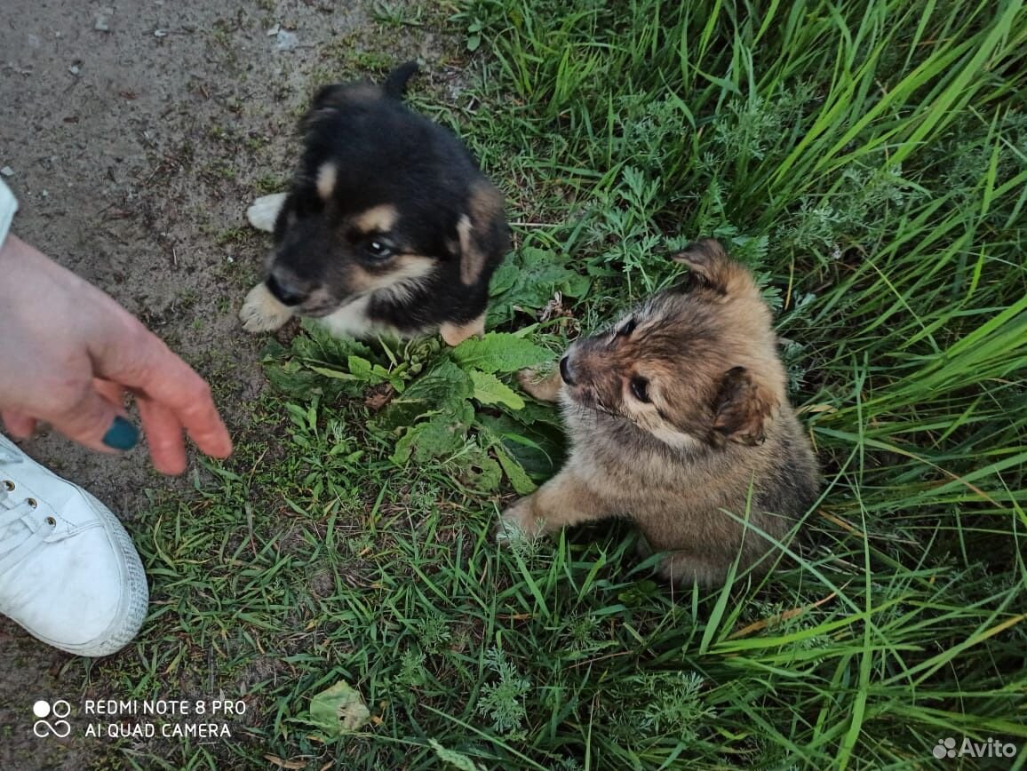 Собака купить на Зозу.ру - фотография № 9
