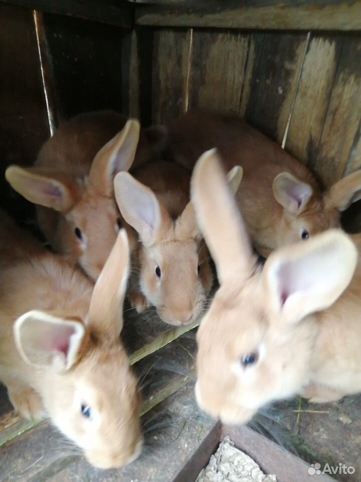 Кролики калифорнийские, бургундские купить на Зозу.ру - фотография № 4