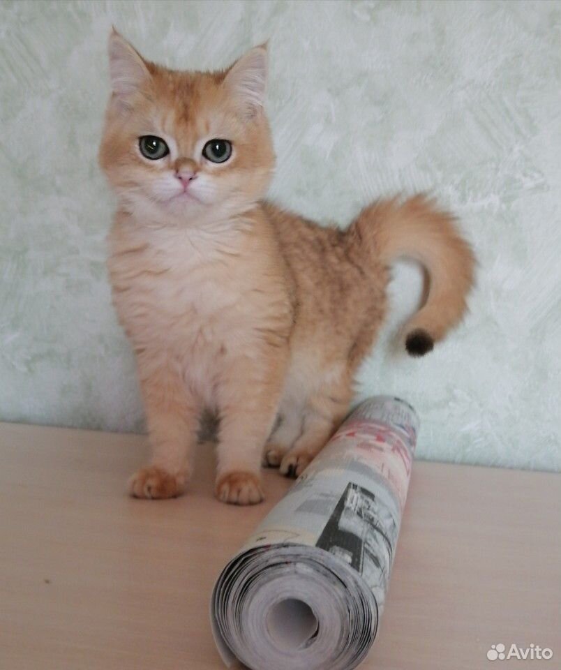 Шикарный котик купить на Зозу.ру - фотография № 3