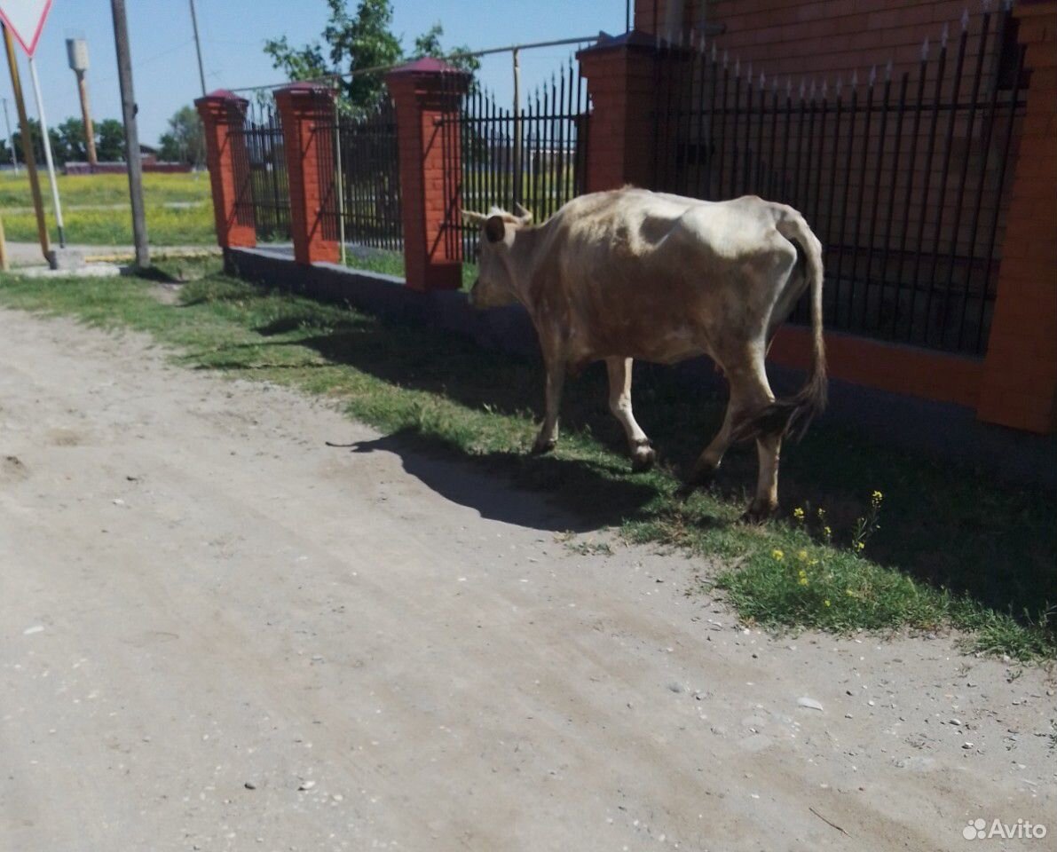 Корова и бычок купить на Зозу.ру - фотография № 2