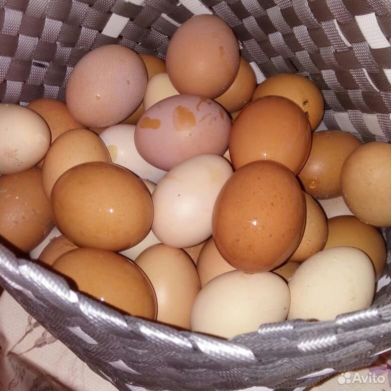 Яйца куриные, перепелиные купить на Зозу.ру - фотография № 1