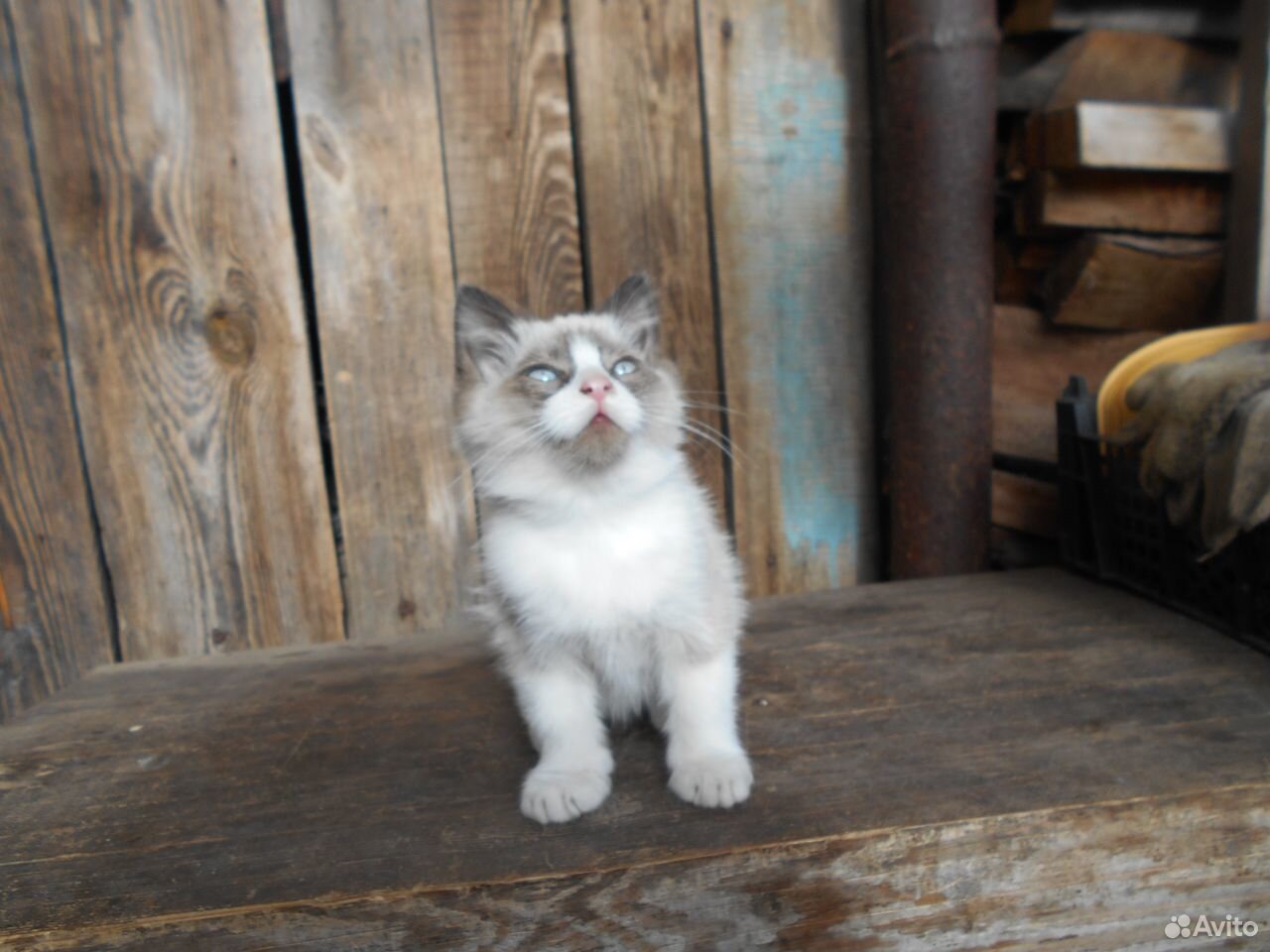 Очаровательные котята в дар купить на Зозу.ру - фотография № 3