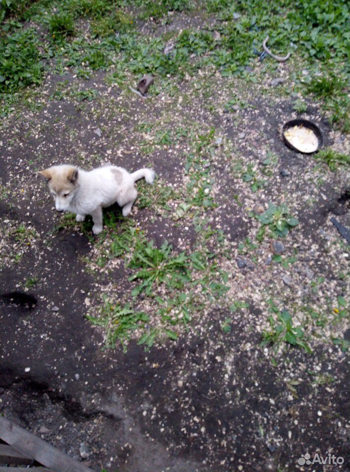 Дворовая собака, девочка 4 месяца купить на Зозу.ру - фотография № 1