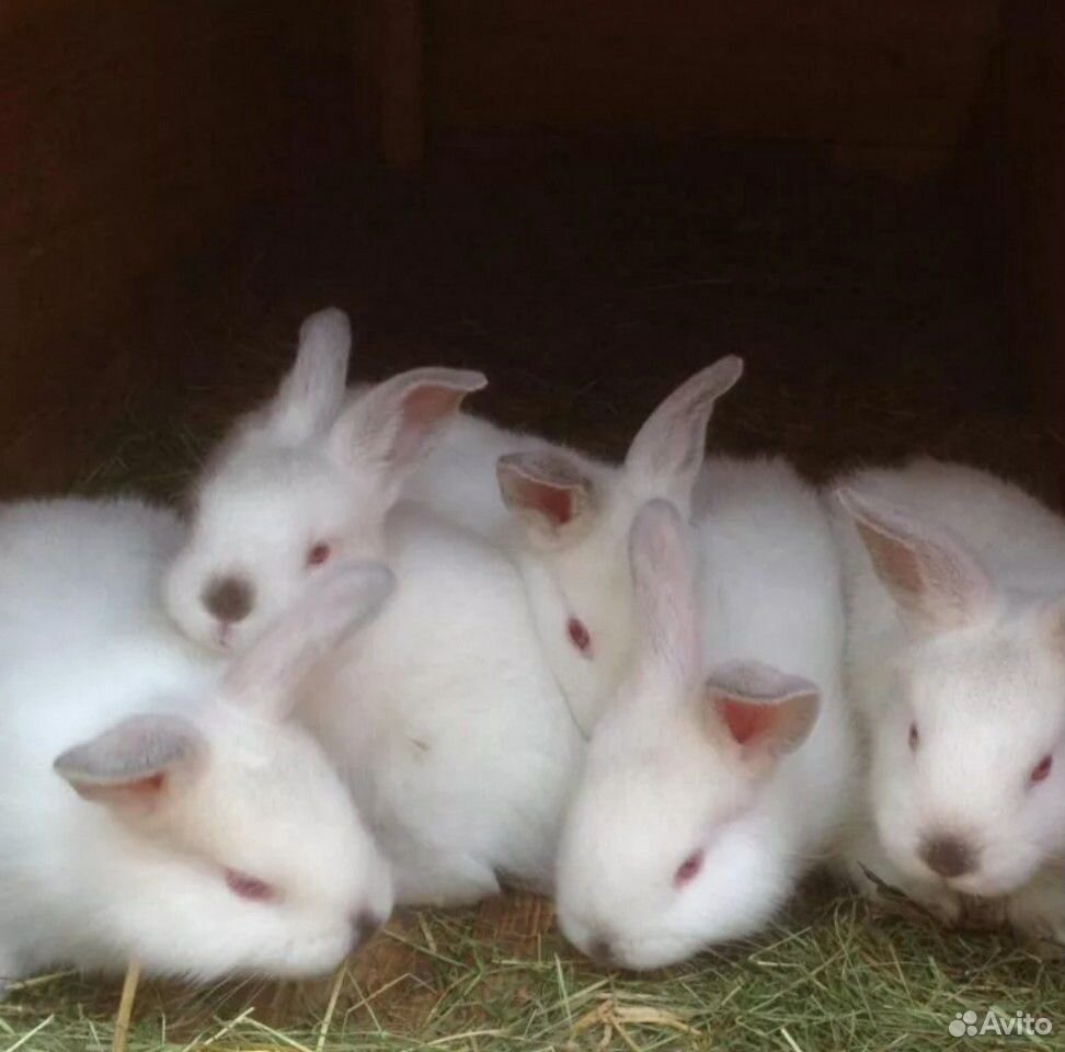 Кролики Калифорнийские чистокровные купить на Зозу.ру - фотография № 1