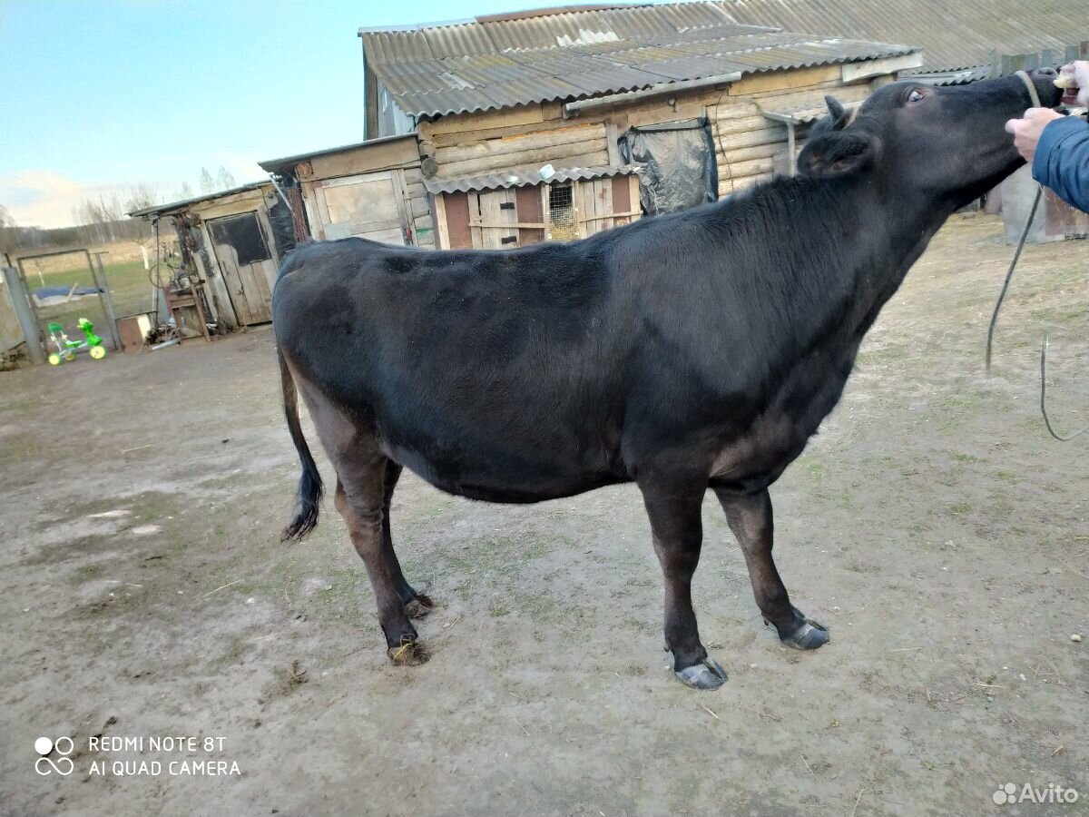 Корова (нетель) купить на Зозу.ру - фотография № 2