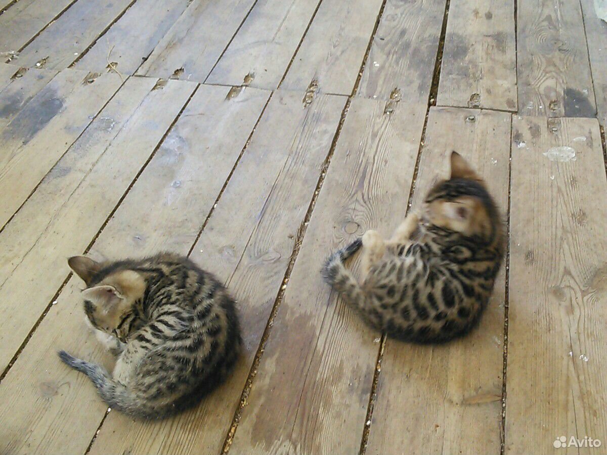 Бенгальские котята купить на Зозу.ру - фотография № 10