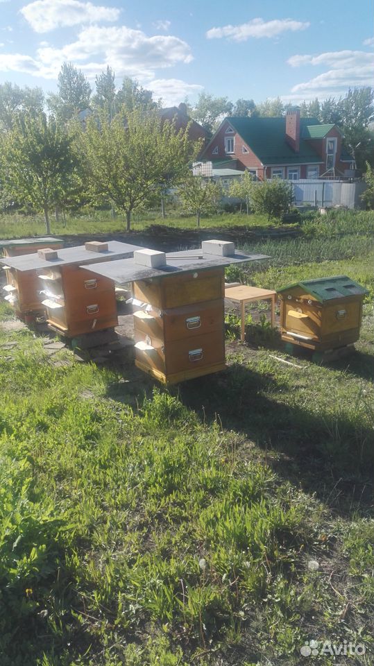 Три семьи пчел с уликами Рут купить на Зозу.ру - фотография № 1