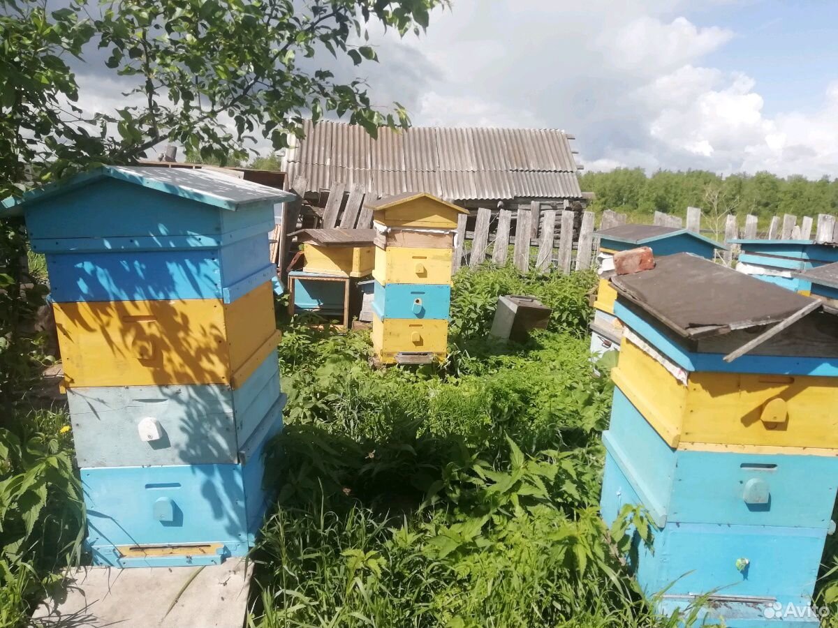Продаются пчёлы с мёдом Цена договорная купить на Зозу.ру - фотография № 3