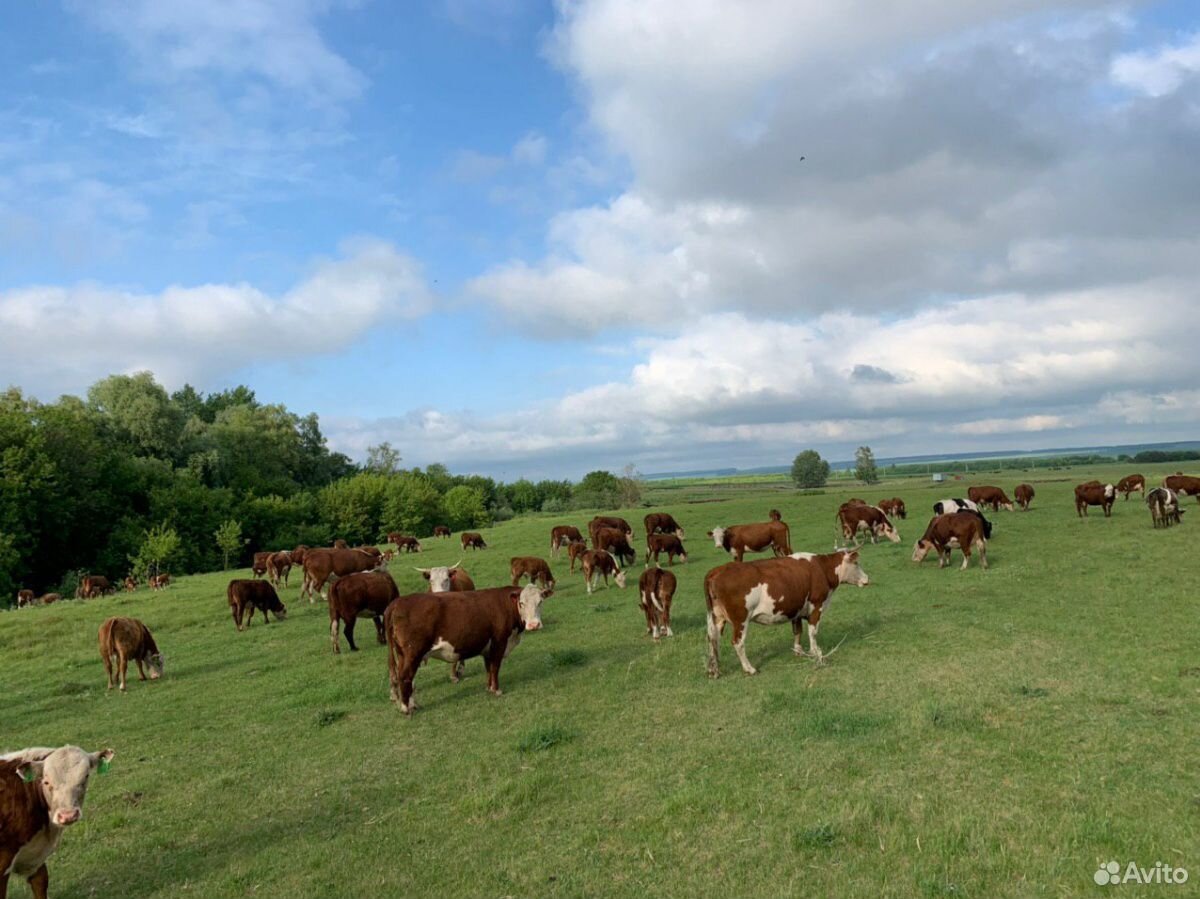 130 коров, быков, теленков купить на Зозу.ру - фотография № 5