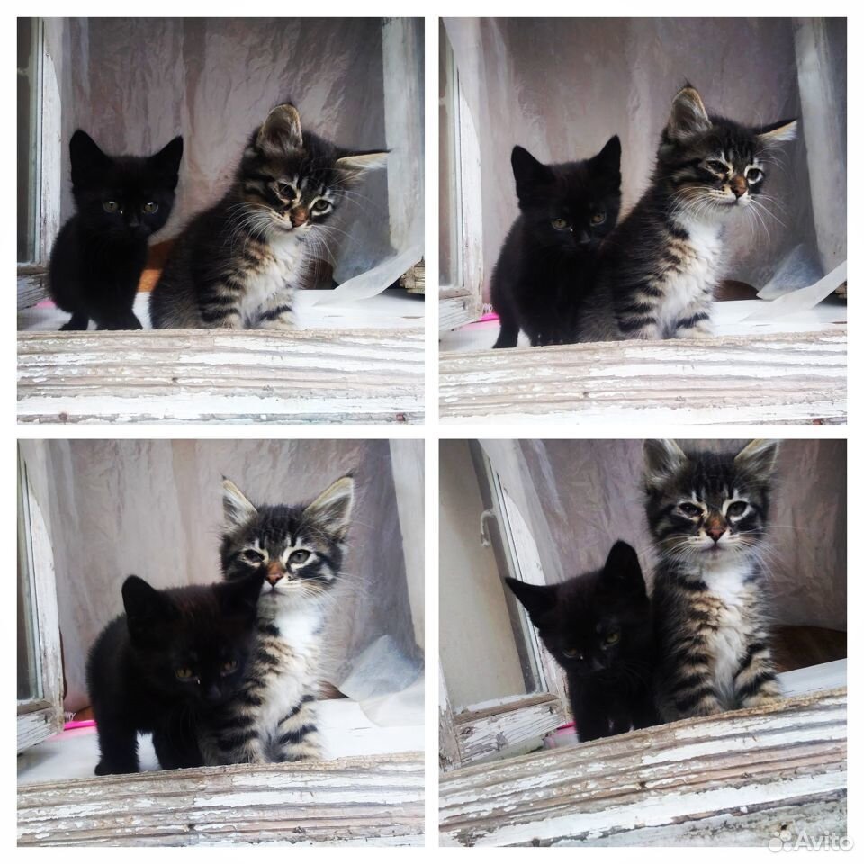 2 котёнка ищут заботливых хозяев купить на Зозу.ру - фотография № 1
