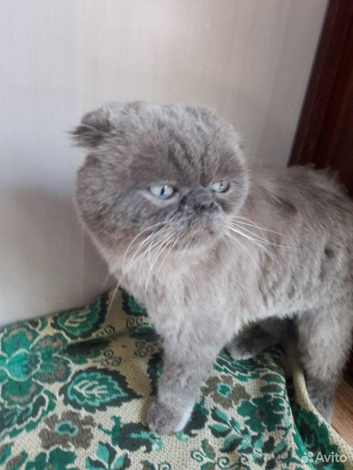 Отдам кота вислоухий британец с персом купить на Зозу.ру - фотография № 6