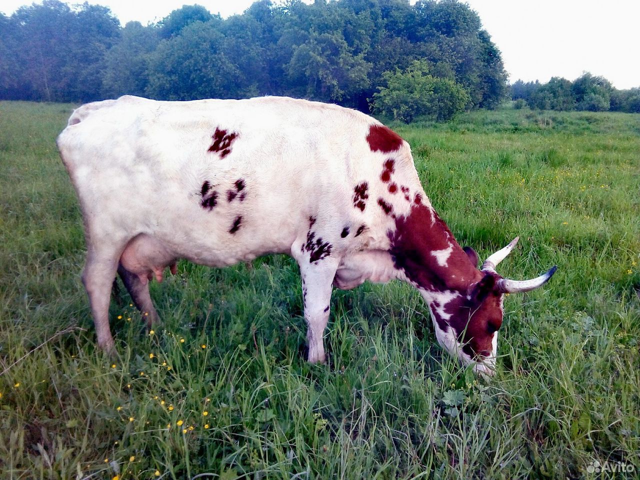Корова породы Айрширской купить на Зозу.ру - фотография № 4