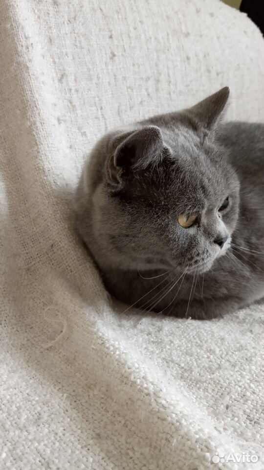 Кошка британская короткошёрстная купить на Зозу.ру - фотография № 2