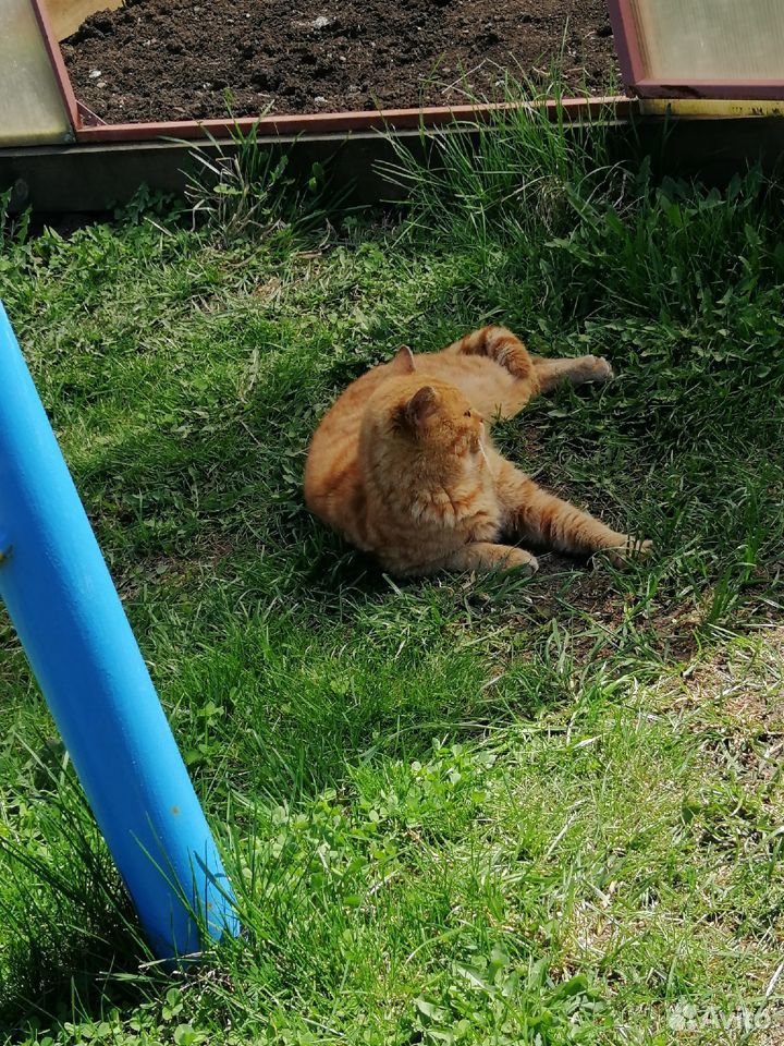 Ласковый рыжий кот ищет семью купить на Зозу.ру - фотография № 1