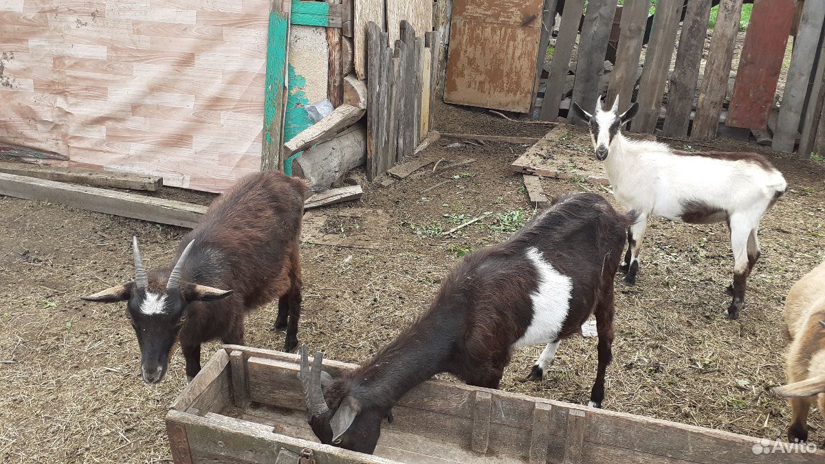 Альпийские годовалые козы, не на мясо, по 4 тысячи купить на Зозу.ру - фотография № 3