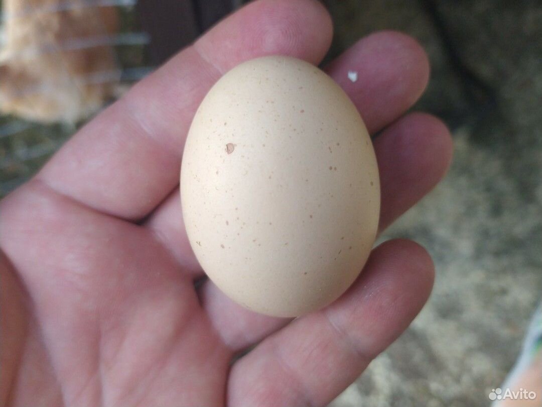 Яйцо инкубационное Мехеленская кукушка купить на Зозу.ру - фотография № 3