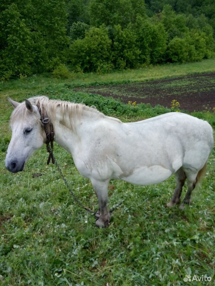 Лошадь с телегой и сбруей купить на Зозу.ру - фотография № 2