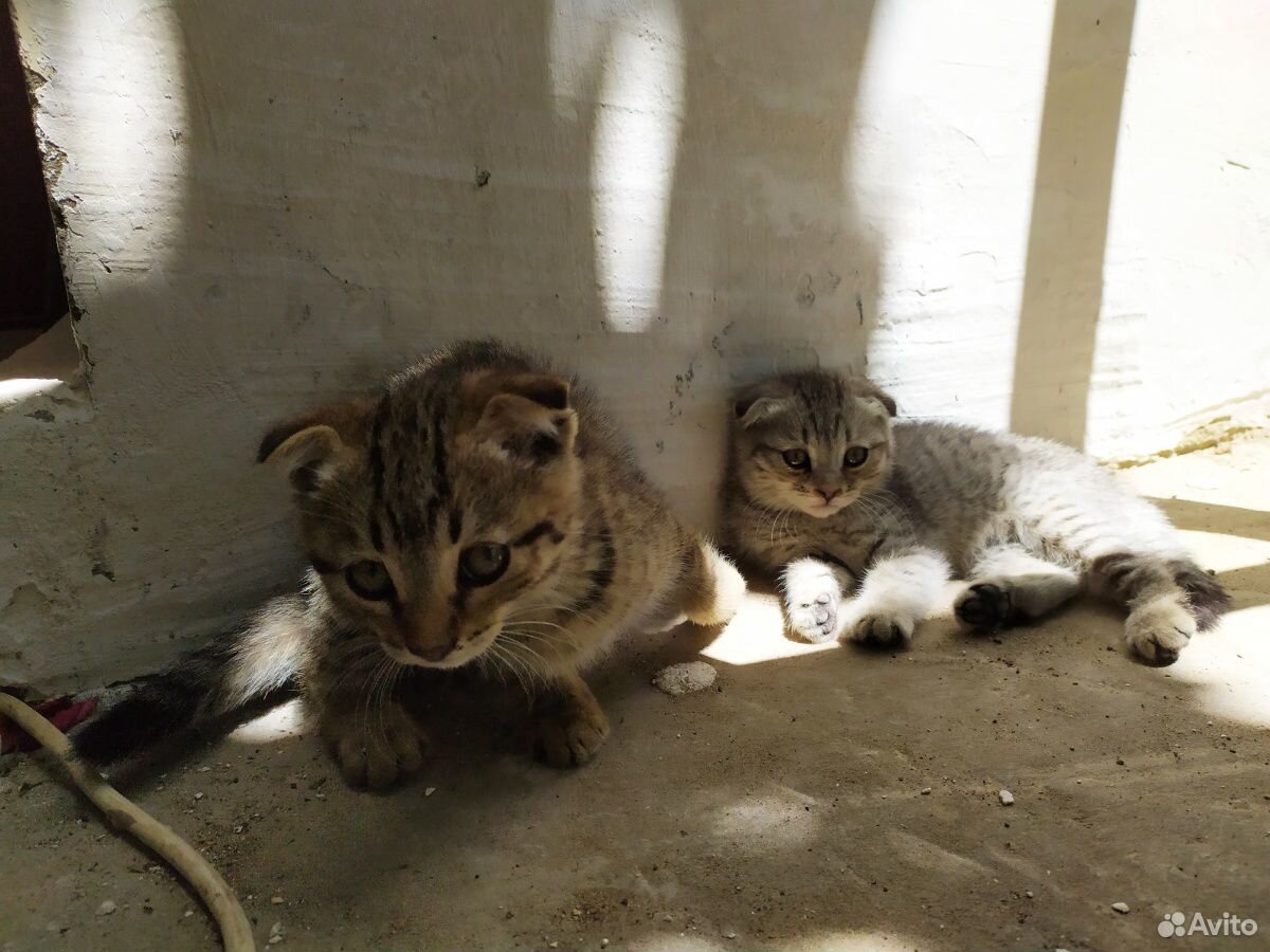 Смешные котята ищут дом купить на Зозу.ру - фотография № 3