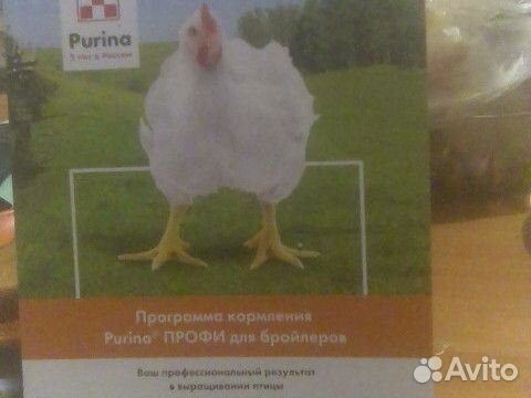 Цыплята бройлера купить на Зозу.ру - фотография № 1