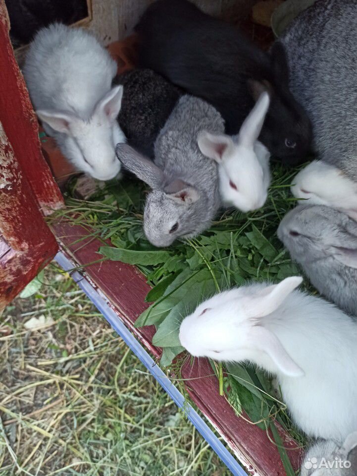 Крольчата.кролики купить на Зозу.ру - фотография № 3