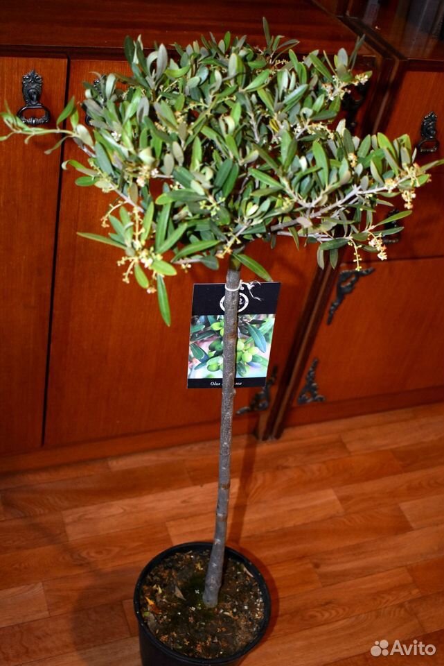 Олива европейская плодоносящая вечнозелёная купить на Зозу.ру - фотография № 1
