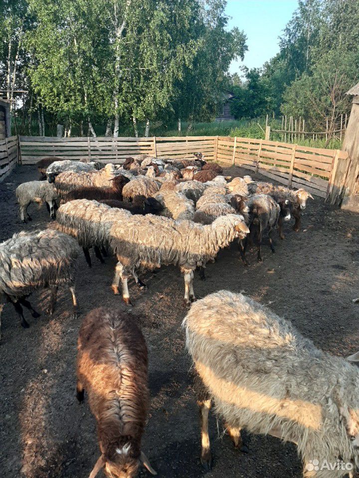 Овцы,бараны купить на Зозу.ру - фотография № 3