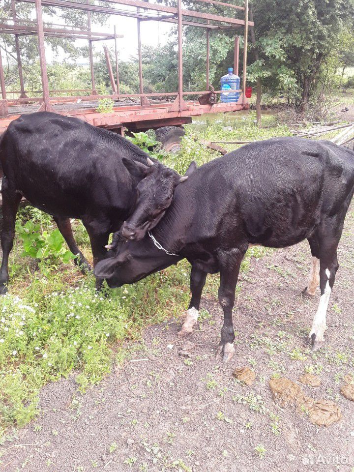 Тёлки,коровы купить на Зозу.ру - фотография № 6