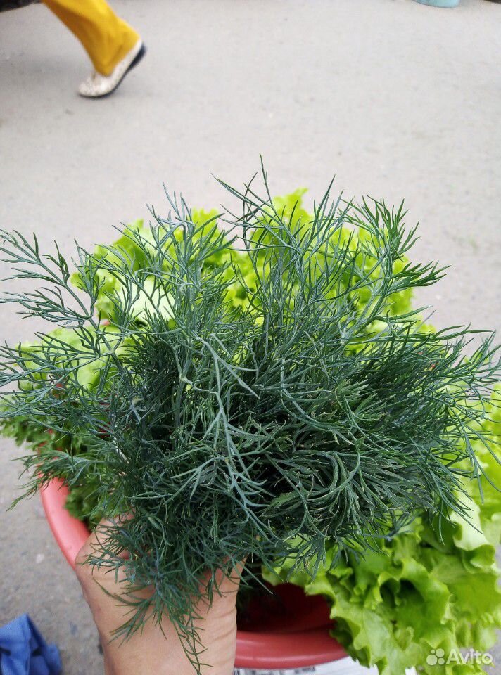 Зелень, базилик, сельдерей, кинза, петрушка, салат купить на Зозу.ру - фотография № 4