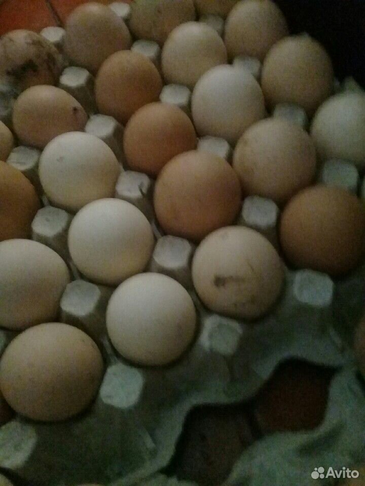Яйца птиц купить на Зозу.ру - фотография № 1
