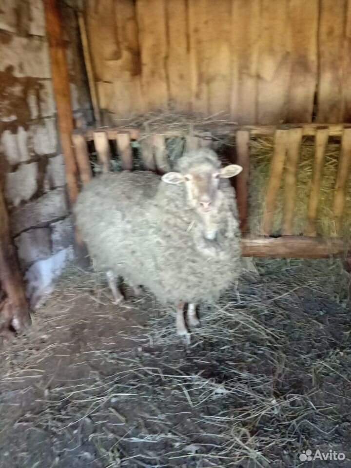 Продам овечку купить на Зозу.ру - фотография № 3
