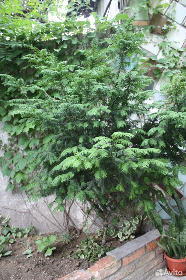 Тис - вечнозеленое хвойное дерево (кустарники) купить на Зозу.ру - фотография № 2