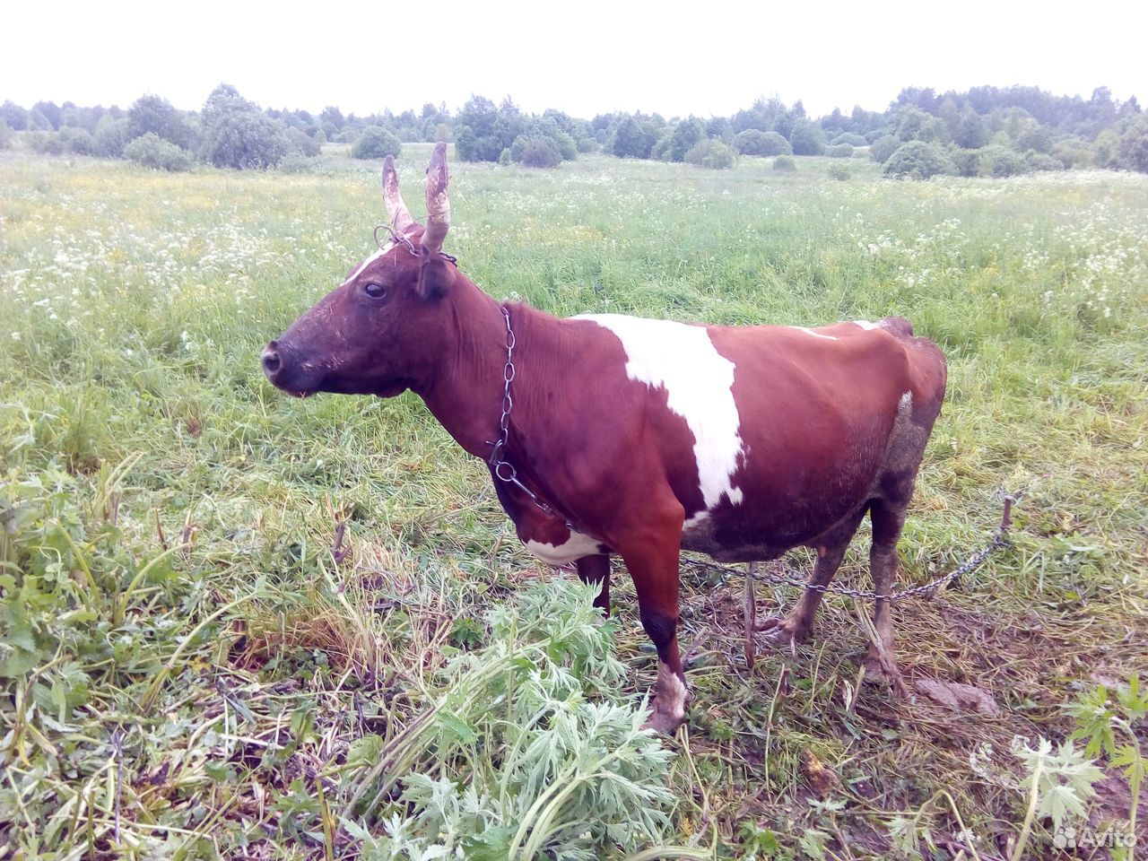 Корова айширской породы купить на Зозу.ру - фотография № 1