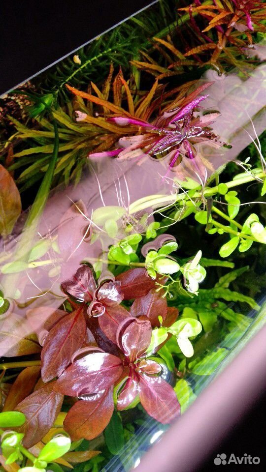 Аквариумные растения,гуппи,креветки купить на Зозу.ру - фотография № 1