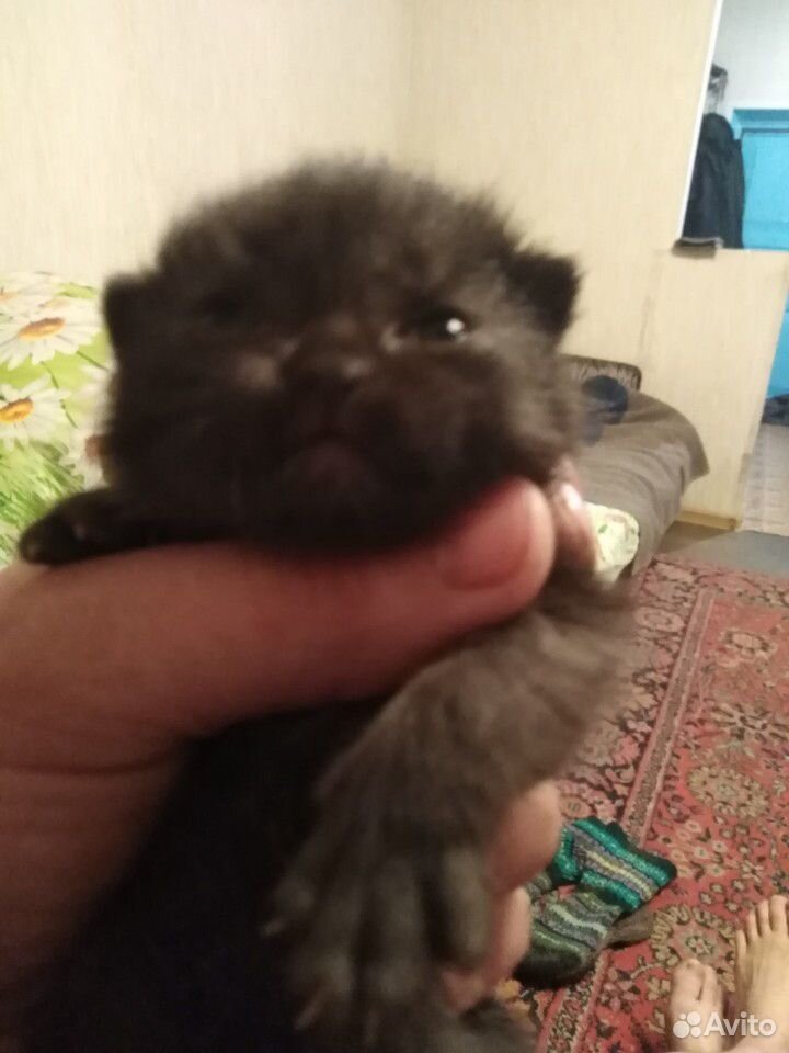Отдам котенка девочка родилась 24.04.20 папа брита купить на Зозу.ру - фотография № 5