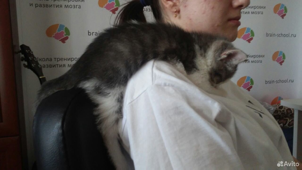 Ласковый котенок потерялся и ищет заботливых хозяе купить на Зозу.ру - фотография № 2