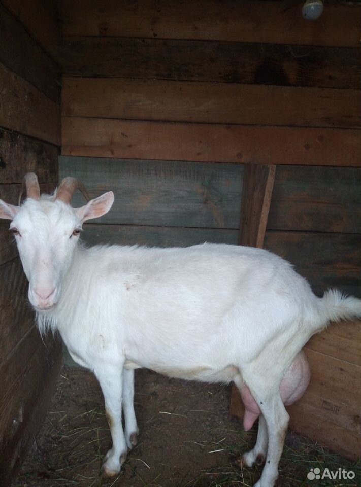 Продам козу купить на Зозу.ру - фотография № 2