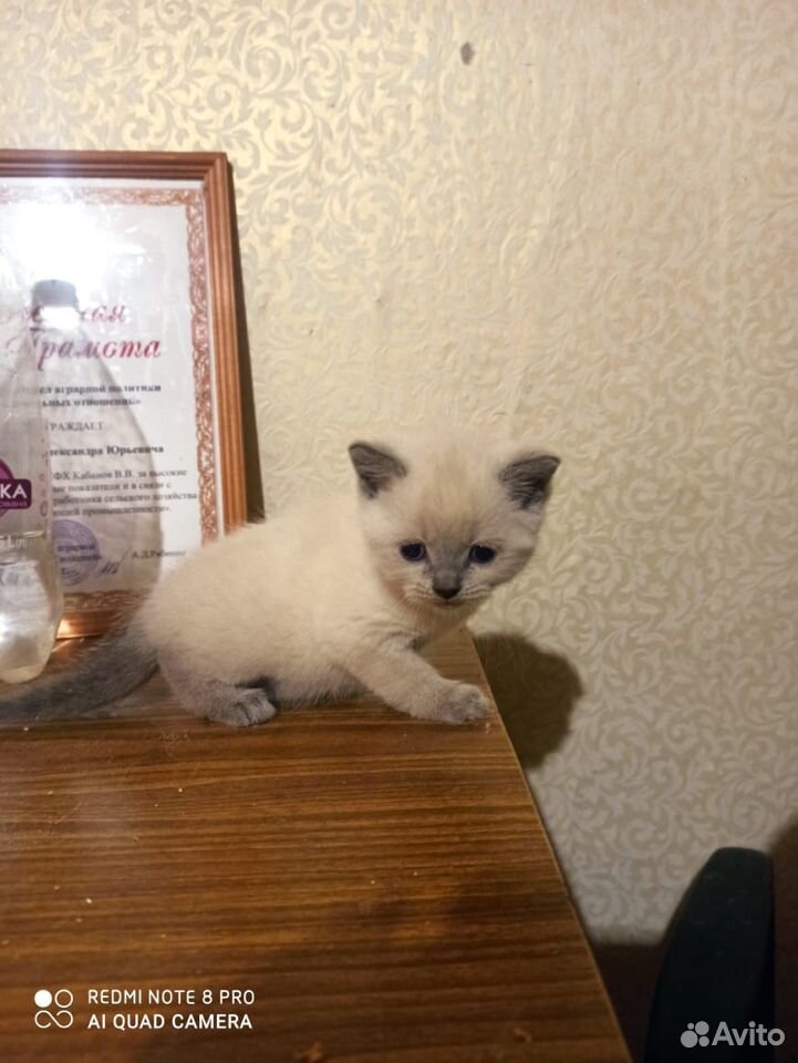 Продаётся котёнок Скотиш Страйт, редкого окраса купить на Зозу.ру - фотография № 1