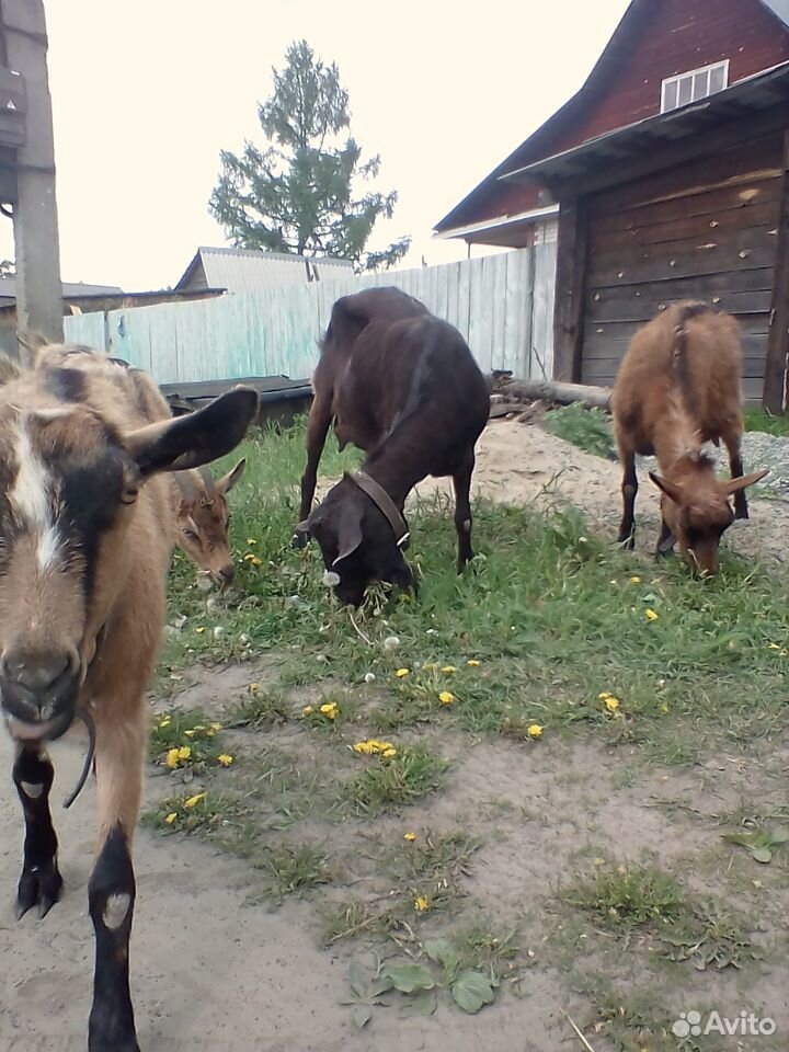 Продам дойных коз купить на Зозу.ру - фотография № 2