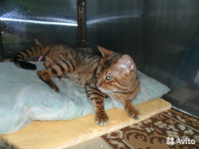 Бенгальские котятя купить на Зозу.ру - фотография № 8
