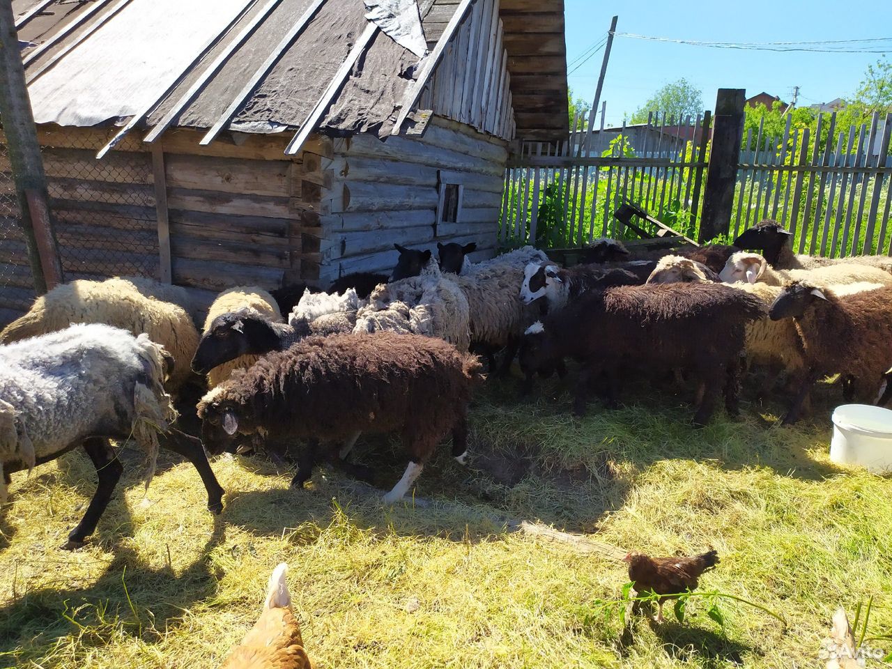 Продам бараны, овцы, ягнята купить на Зозу.ру - фотография № 3