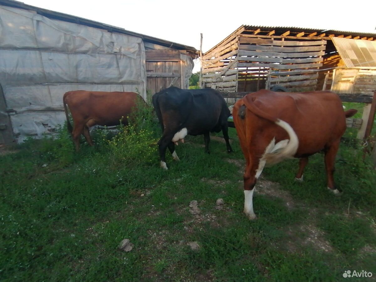 Коровы на Молоко купить на Зозу.ру - фотография № 1