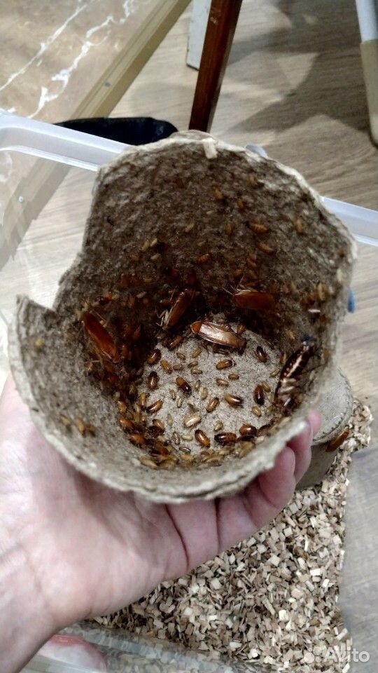 Колония туркменского таракана купить на Зозу.ру - фотография № 2