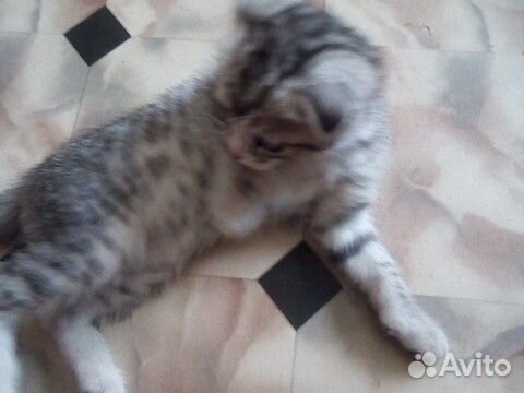 Котёнок веслоухий купить на Зозу.ру - фотография № 1